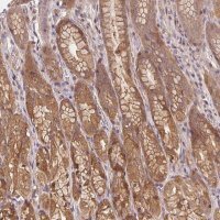 Anti-PRKAA1 antibody produced in rabbit