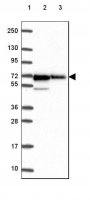 Anti-PRKAA1 antibody produced in rabbit