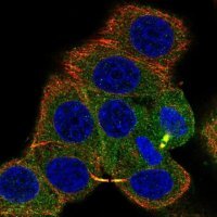 Anti-PRKACA antibody produced in rabbit HPA071185-100UL
