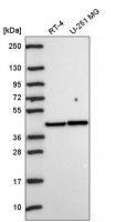 Anti-PRKACA antibody produced in rabbit HPA071185-100UL