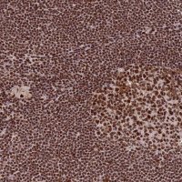 Anti-PRKDC antibody produced in rabbit 