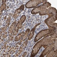 Anti-PRKRIP1 antibody produced in rabbit 