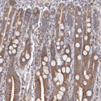 Anti-PRMT2 antibody produced in rabbit HPA029591-100UL