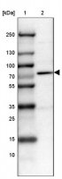 Anti-PRMT2 antibody produced in rabbit HPA029591-100UL