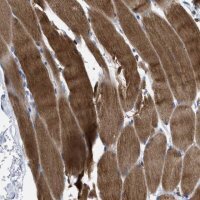 Anti-PRMT2 antibody produced in rabbit HPA018976-100UL