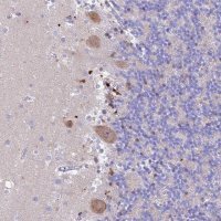 Anti-PRNP antibody produced in rabbit 