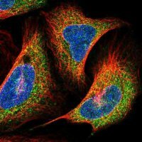 Anti-PRNP antibody produced in rabbit 