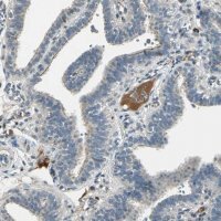 Anti-PROC antibody produced in rabbit
