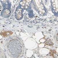 Anti-PROC antibody produced in rabbit