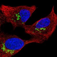 Anti-PROSER3 antibody produced in rabbit