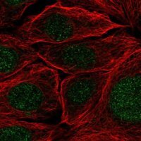 Anti-PRPF38A antibody produced in rabbit HPA053099-100UL