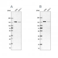 Anti-PRPF40A antibody produced in rabbit