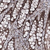 Anti-PRPF40A antibody produced in rabbit