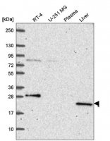 Anti-PRPS2 antibody produced in rabbit 