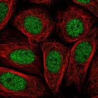 Anti-PRR14L antibody produced in rabbit 