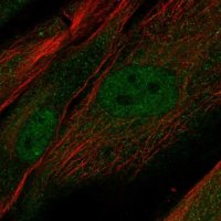 Anti-PRR16 antibody produced in rabbit 