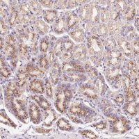 Anti-PRRC2A antibody produced in rabbit 