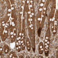 Anti-PRRC2C antibody produced in rabbit 