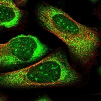 Anti-PRRC2C antibody produced in rabbit 