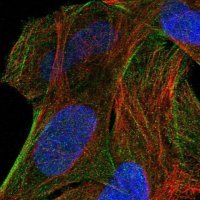 Anti-PRSS12 antibody produced in rabbit 