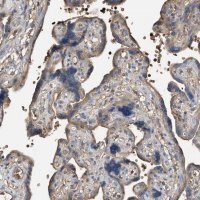 Anti-PRSS23 antibody produced in rabbit 
