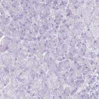 Anti-PSCA antibody produced in rabbit HPA056418-100UL