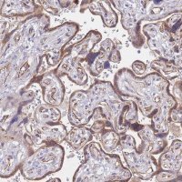 Anti-PSG11 antibody produced in rabbit 
