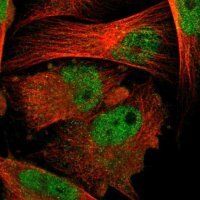 Anti-PSMA6 antibody produced in rabbit 