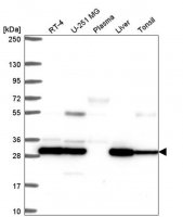Anti-PSMB7 antibody produced in rabbit 