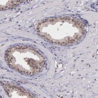 Anti-PSMC1 antibody produced in rabbit 