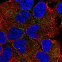 Anti-PSMC2 antibody produced in rabbit 