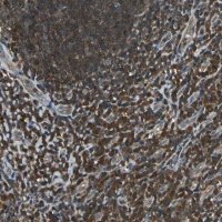 Anti-PSME1 antibody produced in rabbit 