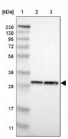 Anti-PSME1 antibody produced in rabbit 