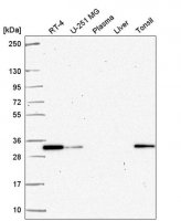 Anti-PSME2 antibody produced in rabbit 