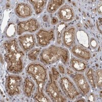 Anti-PSMG2 antibody produced in rabbit