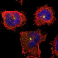 Anti-PTAR1 antibody produced in rabbit 