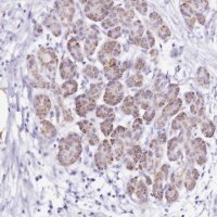 Anti-PTBP2 antibody produced in rabbit 