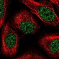 Anti-PTBP2 antibody produced in rabbit 