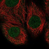 Anti-PTEN antibody produced in rabbit HPA031335-100UL