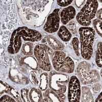 Anti-PTER antibody produced in rabbit 