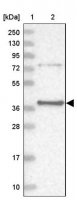 Anti-PTER antibody produced in rabbit 