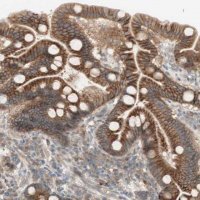 Anti-PTGER4 antibody produced in rabbit 