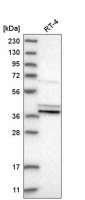 Anti-PTGES2 antibody produced in rabbit HPA020733-100UL