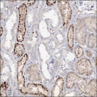 Anti-PTGR1 antibody produced in rabbit HPA036725-100UL