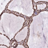 Anti-PTMS antibody produced in rabbit 