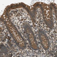 Anti-PTPN23 antibody produced in rabbit