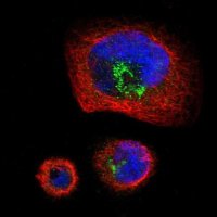 Anti-PTPRF antibody produced in rabbit 
