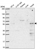 Anti-PUS3 antibody produced in rabbit
