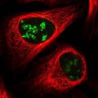 Anti-PWP1 antibody produced in rabbit HPA038708-100UL