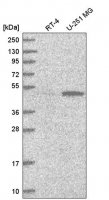 Anti-PWP1 antibody produced in rabbit HPA038708-100UL